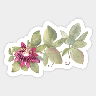 Passiflora watercolor illustration Sticker